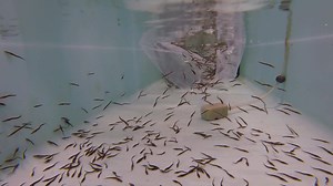 25K views · 675 reactions | ICYMI: Baby Lake Sturgeon have arrived at the Tennessee Aquarium Conservation Institute!  | Tennessee Aquarium | Facebook