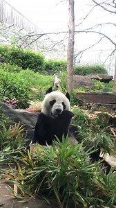 2.9K views · 85 reactions |  UP CLOSE & PERSONAL WITH WANG WANG  Commentary by fellow ABC staff member Grant who is visiting Adelaide from Newcastle and couldn't resist to meet the Pandas at Adelaide Zoo   Grant Wolter | ABC Adelaide | Facebook