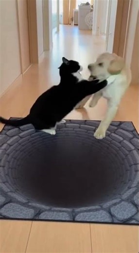 Puppy Meets 3D Optical Illusion Rug #PetReaction #OpticalIllusion