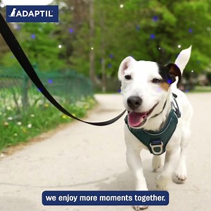 ADAPTIL Calm Collar helps dogs stay calm and relaxed, whether at home or when they're out and about | ADAPTIL
