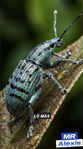 El Gorgojo Azul: El Insecto Más Brillante 🔵