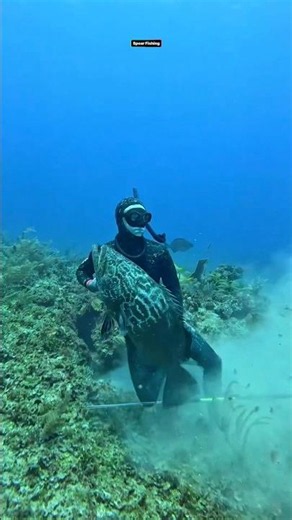 The Bahamas Has The World's Best Diving! #fishing #spearfishing
