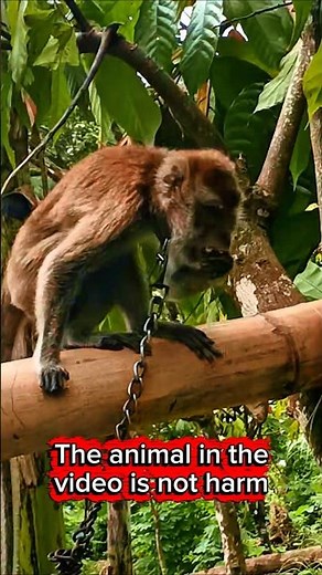 Warning! Animal is not harmed in the video#viral #monkey #shortsfeed