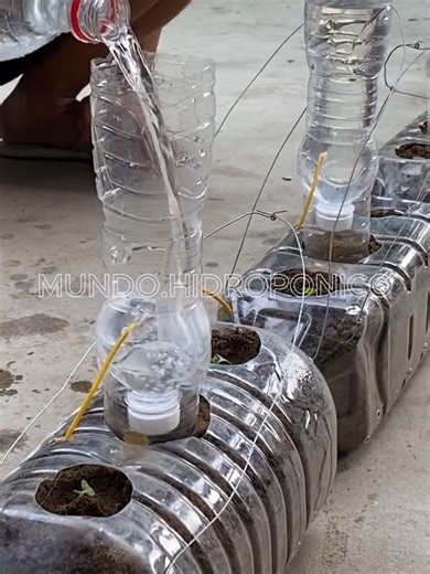 Aprende a cultivar tus alimentos 🍅🥬 en tu propia huerta hidropónica en casa #huertoshidroponicos #huertourbano #agriculturaorgánica #hidroponialatinoamerica #Hidroponía #hidroponia