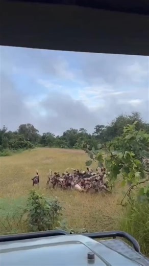 7.8K views · 142 reactions | Painted wolves move with purpose — a precision chase followed by ruthless efficiency. In the wild, survival belongs to those who eat fast, think fast, and run as one. #PaintedWolves #WildDogs #AfricanWildlife #WildlifeFacts #NatureIsMetal #PredatorPower #SavannaLife #WildInstincts #NatureDocumentary #WildlifePlanet #RawNature #UntamedAfrica #WildlifePhotography #NatureIsAmazing #FYP | Animal Time | Facebook