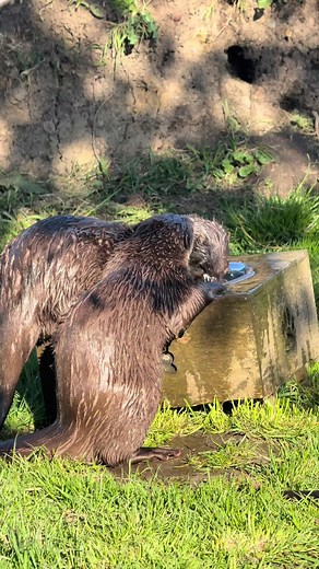 Funny Morning Moments with Otters at Lincolnshire Wildlife Park