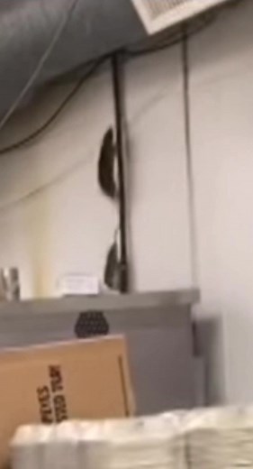 Popeyes chicken restaurant has rats #popeyes #rats #food #noway