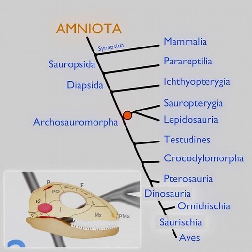 Amniote skull evolution