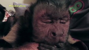 2.2K views · 220 reactions | MonkeyBoo falling asleep while trying to put his pet human to sleep 藍 | MonkeyBoo | Facebook