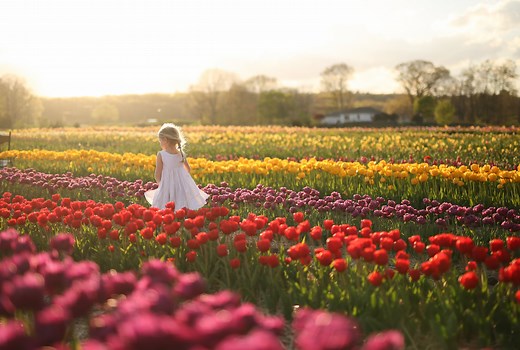 North Kingston, RI Wicked Tulips U-pick Event