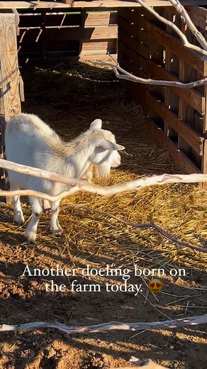 23 reactions · 12 shares | #goat #goats #goatsofinstagram #doeling #doelings #buckling #bucklings #babygoatsofinstagram #babygoat #babygoatsarethecutest | Erica Coppola | Facebook