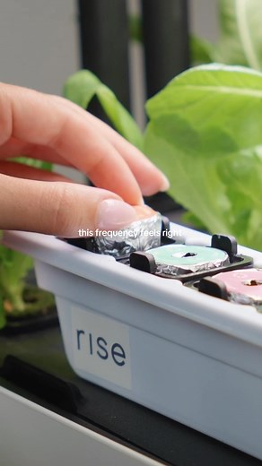 Vibes and vibing with indoor gardens #risegarden | Rise Gardens