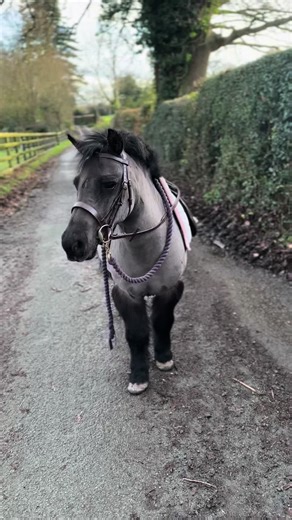 Standard Shetland Mare Available for Sale