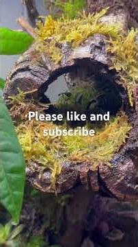 Dart frog and morning gecko bioactive enclosure setup #amazingfrog