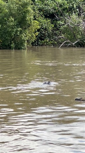 9K views · 929 reactions | King Stumpy  Saltwater Crocodile Top End NT | Wildman Adventures | Facebook