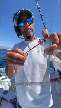 A Shocking Catch: “Rolls-Royce of Fish!" #shorts #viral #fishing