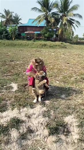 Funny Monkey Teases Cat! 😂🐒🐱