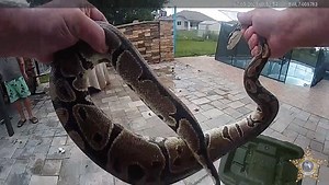 A surprise visitor of serpentine sorts was rescued from a home over the Fourth of July weekend, and soon made its way into the heart of a Florida deputy. https://www.foxweather.com/earth-space/florida-deputies-rescue-python-pool-deck | FOX Weather