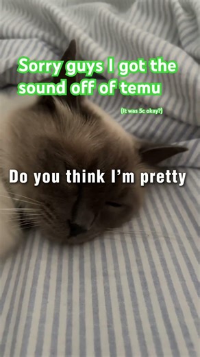 Sorry about the sound guys 😔 #funny #cat