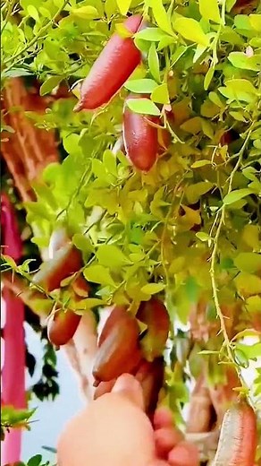 Farmers harvest starfruit from trees #shorts