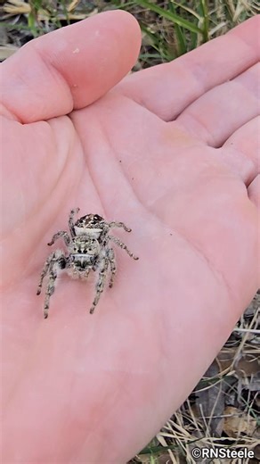 15K views · 298 reactions | Texas Jumpers are so beautiful  #beautiful #jumpingspider #socool | The Copperhead Den | Facebook