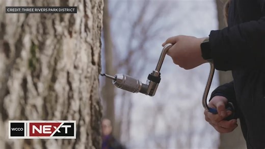 The maple syrup festival is taking place this weekend