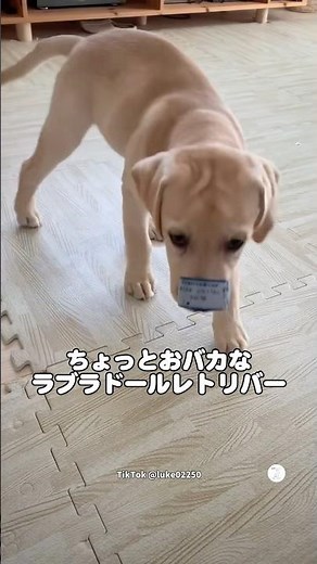 ちょっとおバカなラブラドールの子犬 #ラブラドールレトリバー #子犬 #いぬ #犬 #可愛い犬