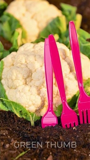 The Ultimate Guide to Eco-Friendly Pest Control