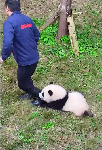 Caring for Pandas: A Hilarious Challenge