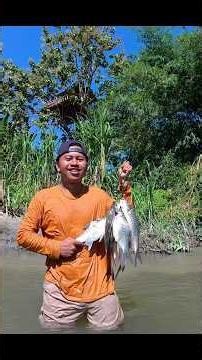 Caught a bunch of jumbo Java barb fish under the treehouse #KOOKIKO