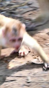 monkey #india #travel #nature #photography #wildlife #wildlifephotography #animals #monkeys #travelphotography #love #naturephotography #photooftheday #animal #incredibleindia #instagood #picoftheday #natgeo #instagram #wild #jungle #jaipur #canon #rajasthan #temple #animalphotography #monkeysofinstagram #wanderlust #natgeowild #forest | Monkey Angkor2