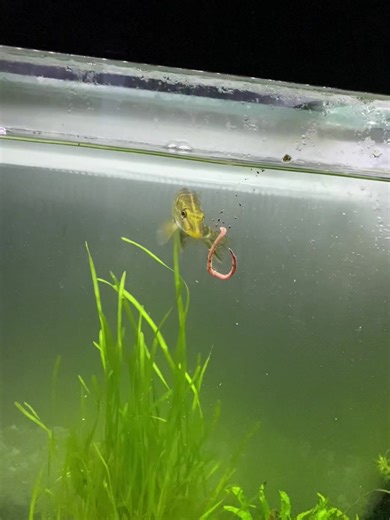 Mike The Pike: Live Fish Experience