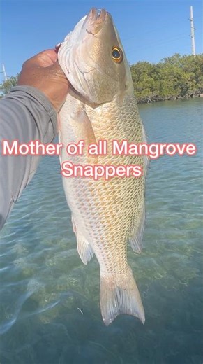 Trophy Mangrove Snapper.