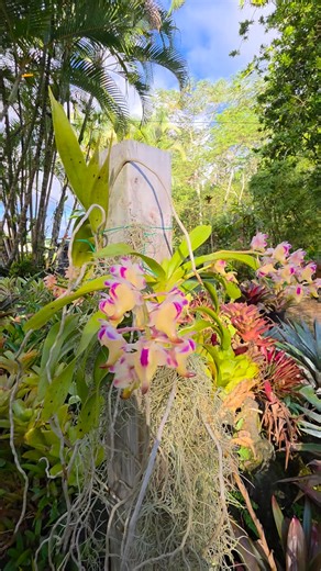 20 reactions · 4 comments | #Vanda #flowers #blooming #orchid #orchidlovers #orchidflower #vandaflower #beautifulday | Lydia Parks | Facebook