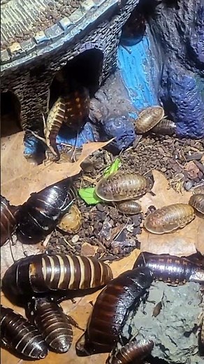 My Cockroaches Eat Dead Leaves #inverts #arthropods #insects #bugs #roaches