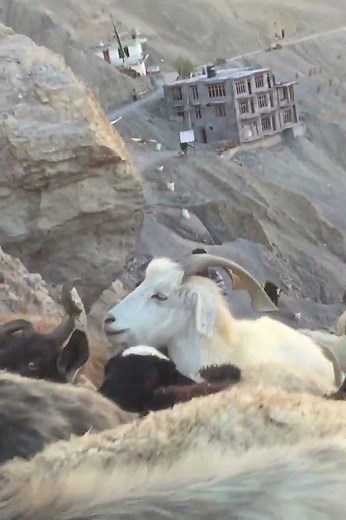 【世界の名百景】標高4000m ヒマラヤに住むチベット人の生活Life of Tibetans living in the Himalayas at an altitude, 4000m#shorts