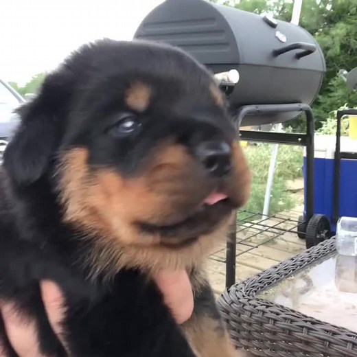 Adorable 15-Day-Old Rottweiler Puppy Howling - AKC Certified