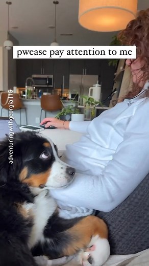 “The most puppy dog eyes to ever exist!” 📹 @adventuringwithgeorgia - #barked #dog #doggo #BerneseMountainDog #Berners | Barked