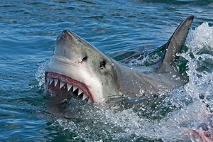 Great White Shark Chomps Down on Sea Turtle, Chokes to Death