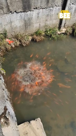 9.9K views · 13 reactions | Feeding frenzy unlocked | Viral Bee | Facebook