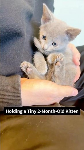 I Picked Up My 2 Month Old Kitten🥹🐾