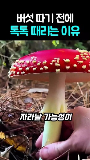 Mushroom Foraging Tips from a Pro Collector