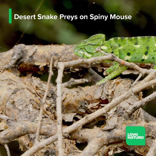 92K views · 1.3K reactions | It sometimes feels like mammals rule the...