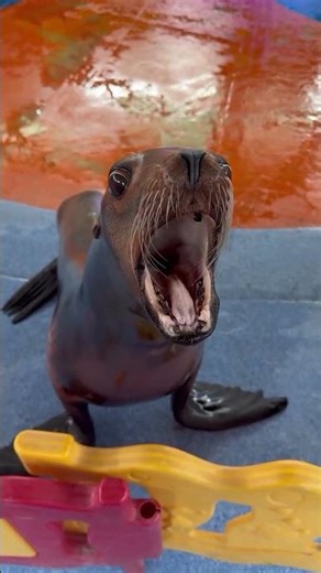This Sea Lion Sounds Too Funny 😂🦭