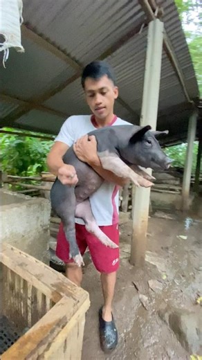 Vaccination time for piglets #backyardfarming