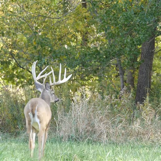 12K views · 639 reactions | Big typical whitetail working the timber edge 歷 | Genesis Whitetails | Facebook