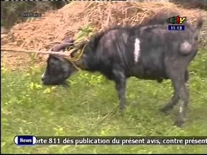 Faits divers Cameroun 2.