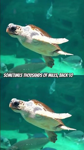 Reproductive Journey of Sea Turtles 🐢 Natal Homing #natalhoming #seaturtlenesting #seaturtles