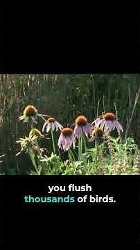 Native Plants of the Grassland | LIPBS