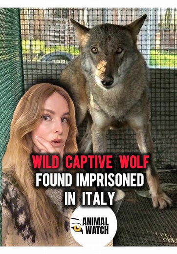 Wolf Rehabilitation Efforts in Southern Italy